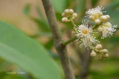 Syzygium salicifolium